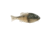 Berkley PowerBait Gilly Soft Bait, Blue Shiner Gold, 90, 1546061