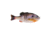 Berkley PowerBait Gilly Soft Bait, HD Bluegill, 110, 1546064