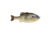 Berkley PowerBait Gilly Soft Bait, HD Sunfish, 110, 1546063