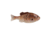 Berkley PowerBait Saltwater Gilly Soft Bait, HD Croaker, 130, 1573106