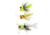 Betts Panfish Popper Assortment