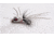 Betts Pop n Hot Fly Popper, White, Size 8, 1201-8-1