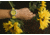 Bia Rosie Dive Watches, Yellow Dial, Yellow Strap, Steel, One Size, B2014