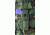 Bianchi M13 Military Chest Harness - OD 15064