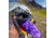 Big Agnes Fly Creek UL 25 Sleeping Bag, Asphalt/Royal Purple, Regular, BFCULR2525