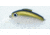 Bill Lewis Echo 1.75 Crankbait, Floating, Gold Rush, 3in, 5/8oz, EC596