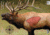 Birchwood Casey Pregame Targets, BC-35404