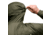 Black Diamond Solution 1.0 Hoody - Mens