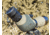 Black Diamond Optics Gen 2 20-60x82mm Spotting Scope