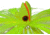 Blue Water Candy Grinning Gus Parachute Lure, Chartreuse Skirt/Chartreuse Head, 6oz, 60011