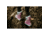 Bogs Classic Design A Boot - Unicorn Star, Purple Multi, Medium, 1, 72497-540-M- 1
