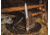 Boker Solingen Cattle Folding Knife, 3.23in, N690, Curly Birch Wood, Nickel Silver Brown Handle, 110910