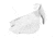 Bolle Combat Clear Spare Lens Asaf - 40174