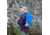 Boreas Larkin Backpack-Marina Blue