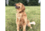 Mud River MR 1001 Add-A-Collar, Black/Orange, 38108