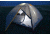 Browning Greystone 4 Grey-Gold Tent 59243
