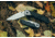 Browning Knife Mountain Ti 2, Boxed, S, 3220320B, EDEMO1