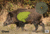 SME Feral Hog Target, SME-TRG-HOG
