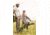 Caldwell Claymore Clay Target Thrower, Yellow, 1122187