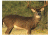Caldwell Natural Series Deer Target 234412