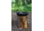 Camp Chef Cast Iron Skillet 14 in, Black, SK14