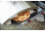 Camp Chef Italia Artisan Outdoor Pizza Oven, White/Black, PZ90