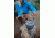 Camp Chef Mountain Series Stryker Teapot, Silver MSTP