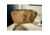 Campcraft Outdoors Accessory Tote