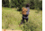 Carhartt Hybrid Backpack, Carhartt Brown 8913790102