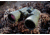 Celestron Cavalry 10x50 Binoculars 71424
