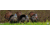 Cerus Gear 3mm Promats 14''x48'' Eastern Tom Turkey Full Color