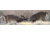 Cerus Gear 3mm Promats 14''x48'' Whitetail Bucks Full Color