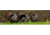 Cerus Gear Magnum XXL 14x48 Eastern Tom Promat - Full Color, MM-TOM-STRUT-LIF-FC