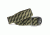 Chaco Bottle Opener Belt, Static Avocado, One Size JC195450-ONE SIZE