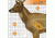 Champion Target XRay Deer