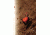 Champion Targets Clay Shooting Target Holder, 3 Pack - 40976