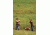 Champion Targets Hand Thrower for Standard Size Clay Targets