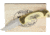 China Made Deer Folder with Gift Box Folding Knife, 3.5in Satin SS Clip Point Blade, Synthetic, 211411-DE