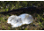 Clear Ballistics Ballistics Gel 3-D Rabbit Target, Clear, CBG-7970