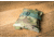Cole-Tac Big Boss Bag, Multicam, BB1003