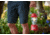 Coleman Classic Alkaline 500 Lumen LED Lantern, Red, CM1011510001-26