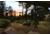 Coleman AAA LED Lantern String Lights, Black, CM1011510001-5