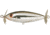 Cotton Cordell Crazy Shad Bait, 3in, 1/2oz, Chrome Black Back, C0404