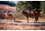 Two Pack Horses