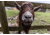 Brown Goat