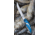 Cuda Knives Cuda Flex Fillet 7 Fixed Blade Knife, 7in, German 4116 Steel, Standard Edge, Blue, Synthetic Handle, 18090
