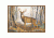 Custom Printed Rugs Rug, Whitetail Deer WHITETAIL