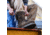Danner Steel Yard 8in Steel Toe Work Boot - Mens, Brown, 10.5 US, Medium, 12534-10.5D