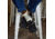Darn Tough Home Base Shorty Heavyweight With Cushion - Womens, Pear, Medium, 6117-PEAR-M-DARN