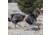 Dave Smith Decoys Jake Strutter Decoy